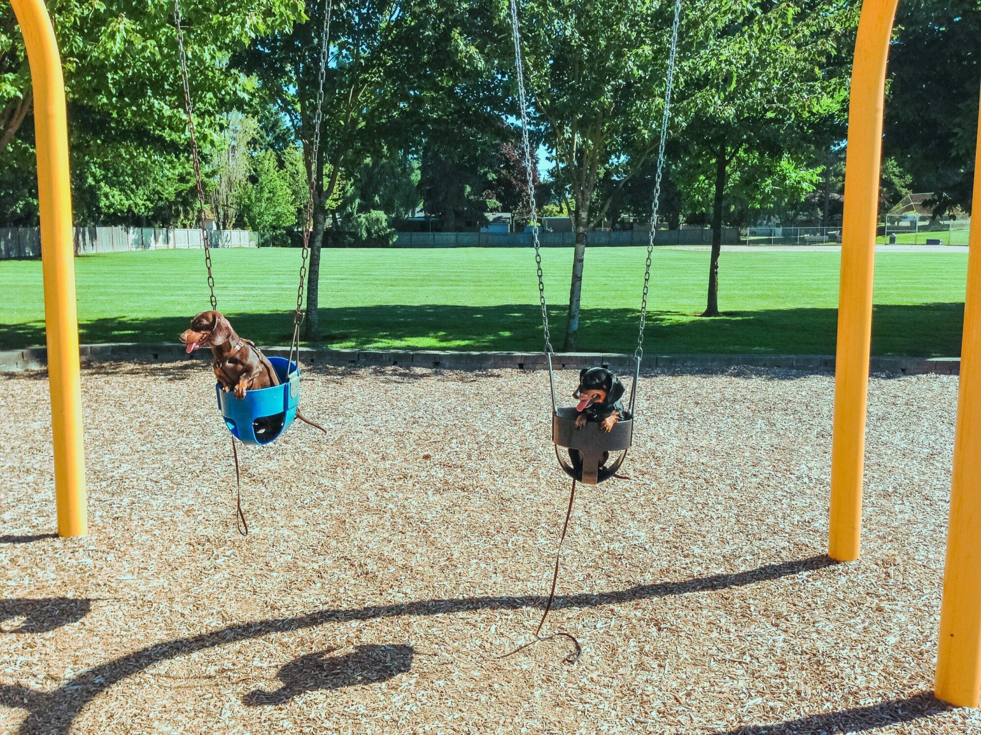 Adorable dachshunds swinging at a sunny park playground, surrounded by green grass and trees.