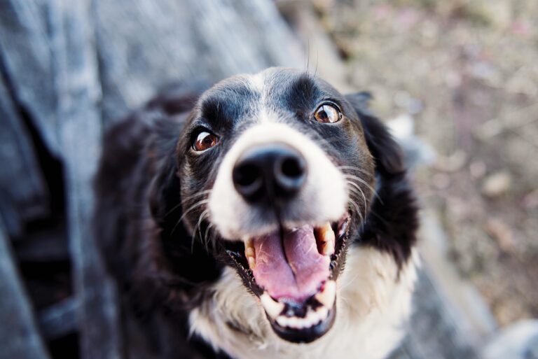 Playful Border Collie looking up with a joyful expression and tongue out.